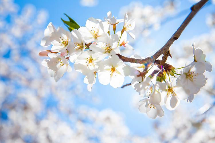 Con la Primavera torna la tradizionale Festa dei Ciliegi in Fiore
