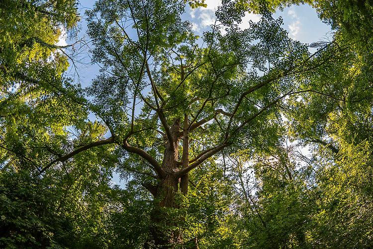 Visita naturalistica "Alla scoperta del bosco"