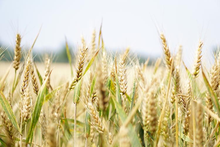 Onu, all'Italia il 5% dei prodotti alimentari dall'Ucraina dopo lo sblocco dell'export