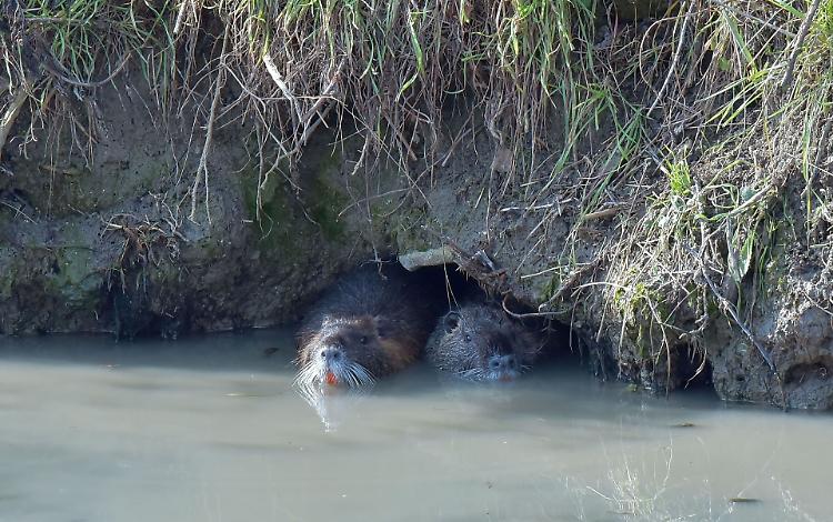 Emergenza nutrie, risorse per le aziende specializzate