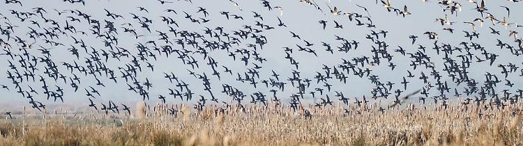 L’Ente Produttori Selvaggina aderisce a Confagricoltura
