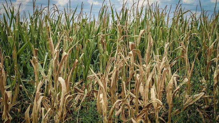 Siccit&agrave;, l'assessore lombardo Rolfi: calano mais, uva, fieno e olio