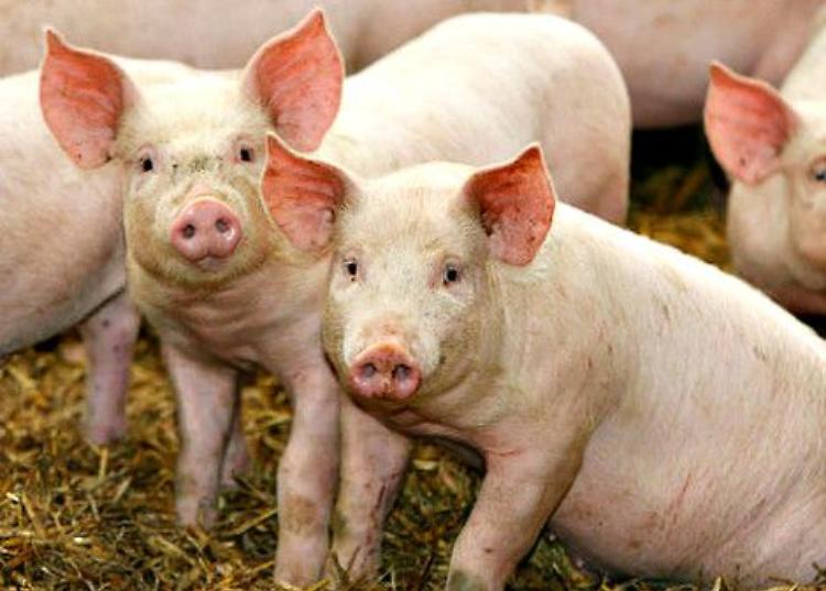 Agricoltura, Rolfi: "17,4 milioni per aziende suinicole e latte"