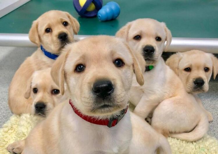 Solo in due settimane  abbandonati mille cuccioli