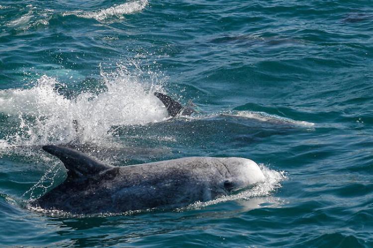 In Giappone si apre la controversa stagione di caccia ai delfini