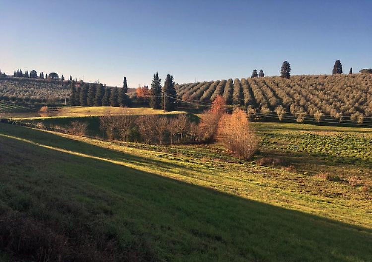 Cresce valore della terra, +30% le compravendite