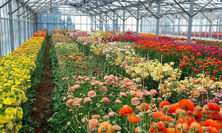 Florovivaismo, Confagricoltura: «Settore in balia della crisi»