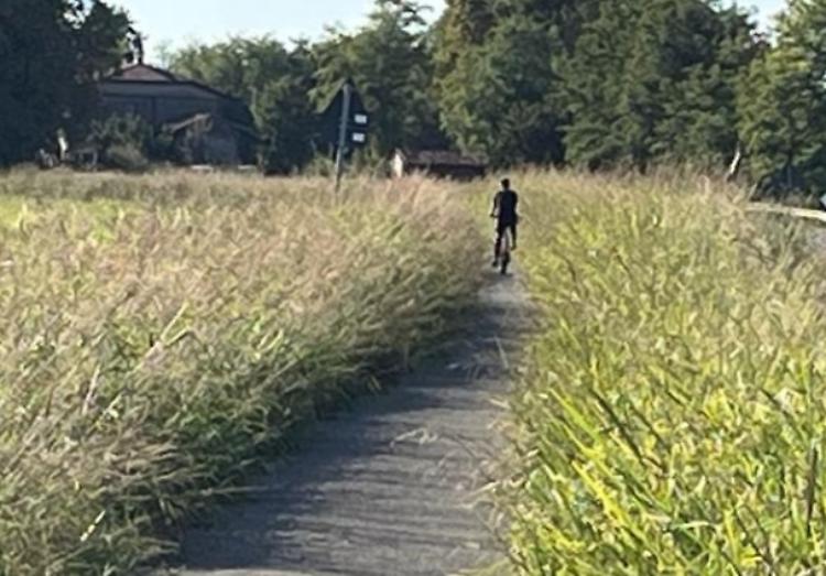 Ciclabile Postumia, erbaccia ma nessuno riesce a tagliarla