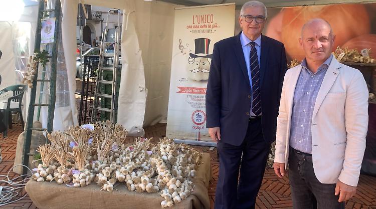 Aglio, scalogno e cipolle: conservazione a rischio