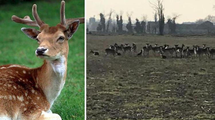 Daini, Rolfi: &laquo;Servono gli abbattimenti. Catture e mantenimento a vita non sono la strada corretta&raquo;