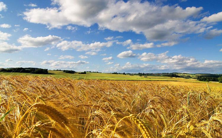 Grano: nuove tensioni sui prezzi e rischi di una crisi alimentare globale