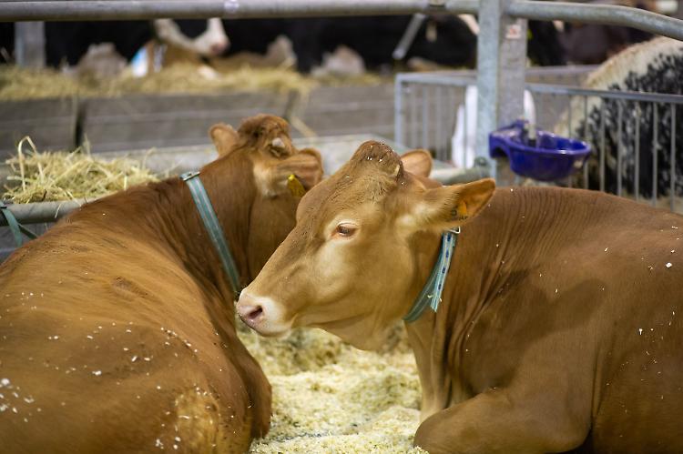 Fiere Zootecniche Internazionali di Cremona