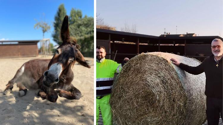 Asinelli, una palla di fieno da 400 chili per salvare gli amici dei bambini e dei disabili