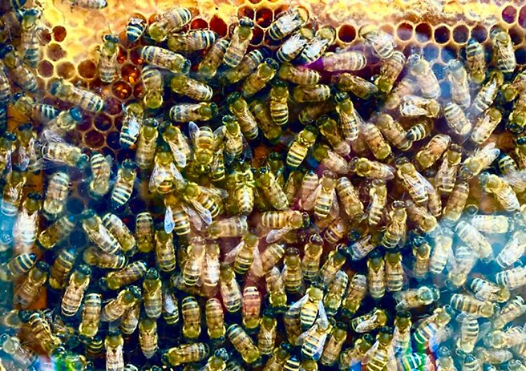 Ue, stop a import alimenti con residui pesticidi nocivi per le api