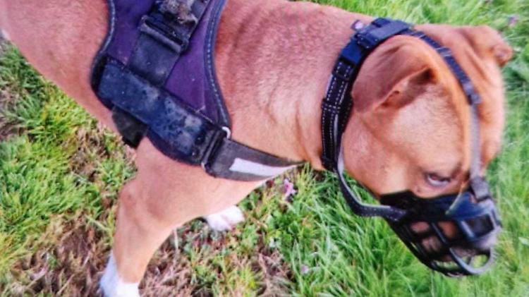 Cane con o senza la museruola, il caso arriva in Tribunale