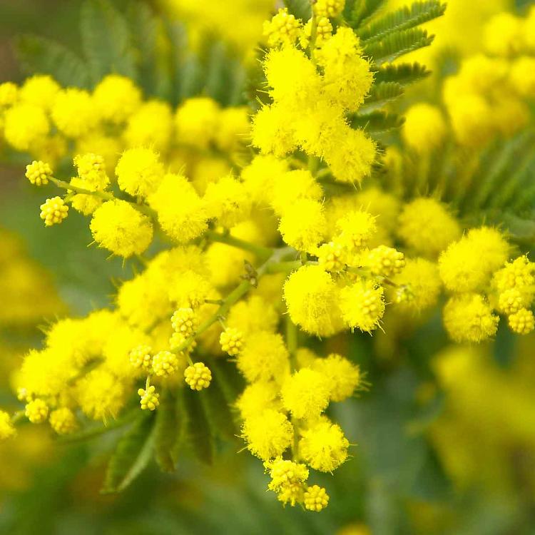 Musica e mimose all'auditorium
