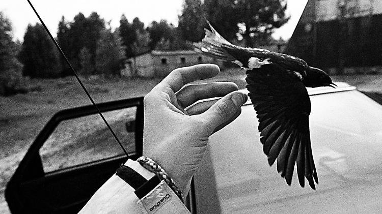 Le rondini di Chernobyl, lezioni da una catastrofe
