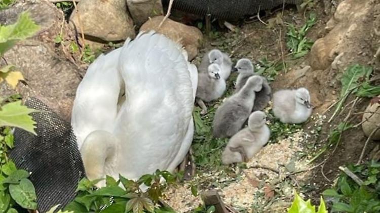 Ecco sei piccoli cigni nella roggia Rino