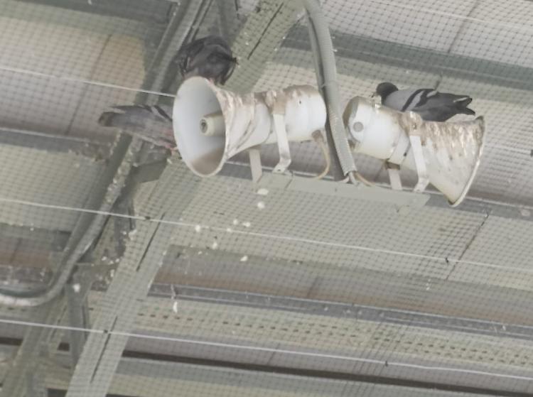 Stazione ferroviaria tra guano e zecche: emessa ordinanza urgente