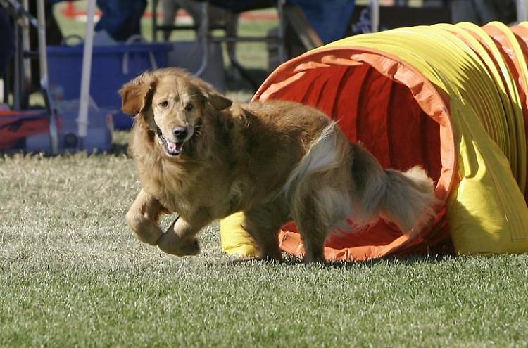 Arriva "Spino Dog Sport"! Dimostrazioni e simulazioni di discipline cinofile
