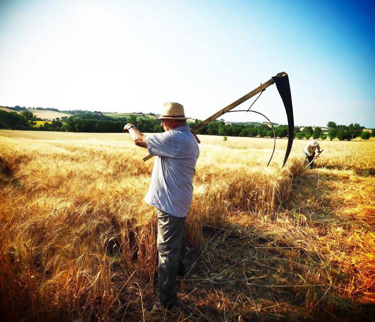 Festa della mietitura e del pane piacentino 2023