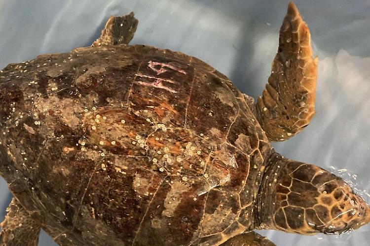 Guarita la tartaruga ferita dall'uomo, luned&igrave; torner&agrave; in mare