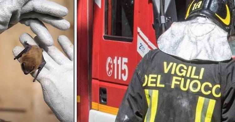 I vigili del fuoco salvano pipistrello, recuperato e liberato