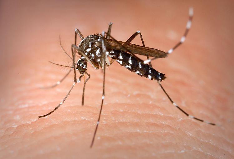 West Nile avanza ancora, colpiti gli animali