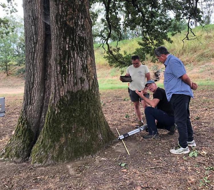 Check-up per &lsquo;Nonna quercia&rsquo;