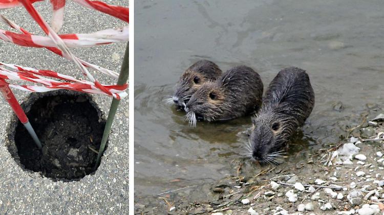 Caso nutrie: buca enorme, strada a rischio