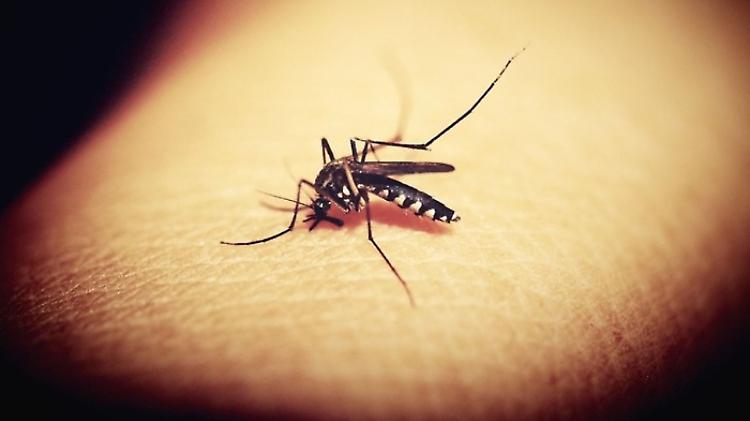 Dengue: segnalato un altro caso, disinfestazione straordinaria