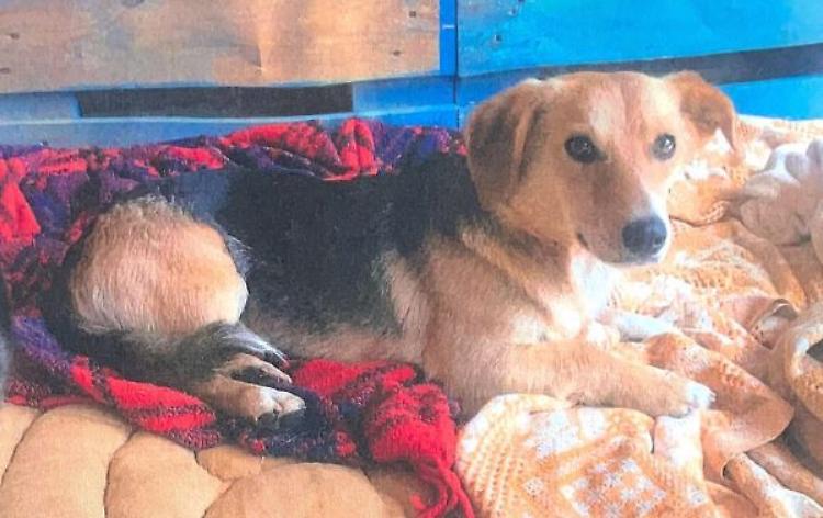 Tutti alla ricerca disperata del piccolo cagnolino Athos