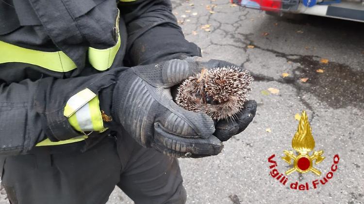 Riccio incastrato in un tombino, salvato 