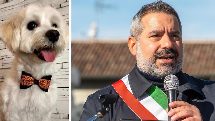 Maltese ucciso da un grosso cane, il sindaco: «Troppa indisciplina»