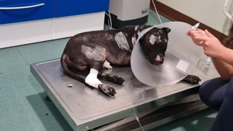 È morto il pitbull bruciato vivo a Palermo, la procura indaga
