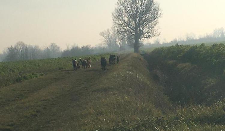 «In mezzo alla strada un branco di cani selvatici»