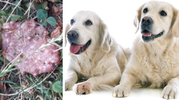 Allarme bocconi killer, due labrador morti avvelenati