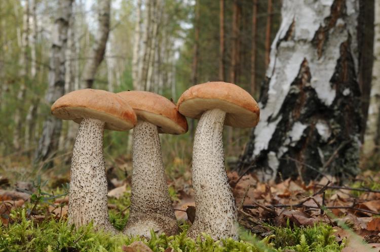 Funghi: dal bosco alla cucina, con Nicolò Oppicelli