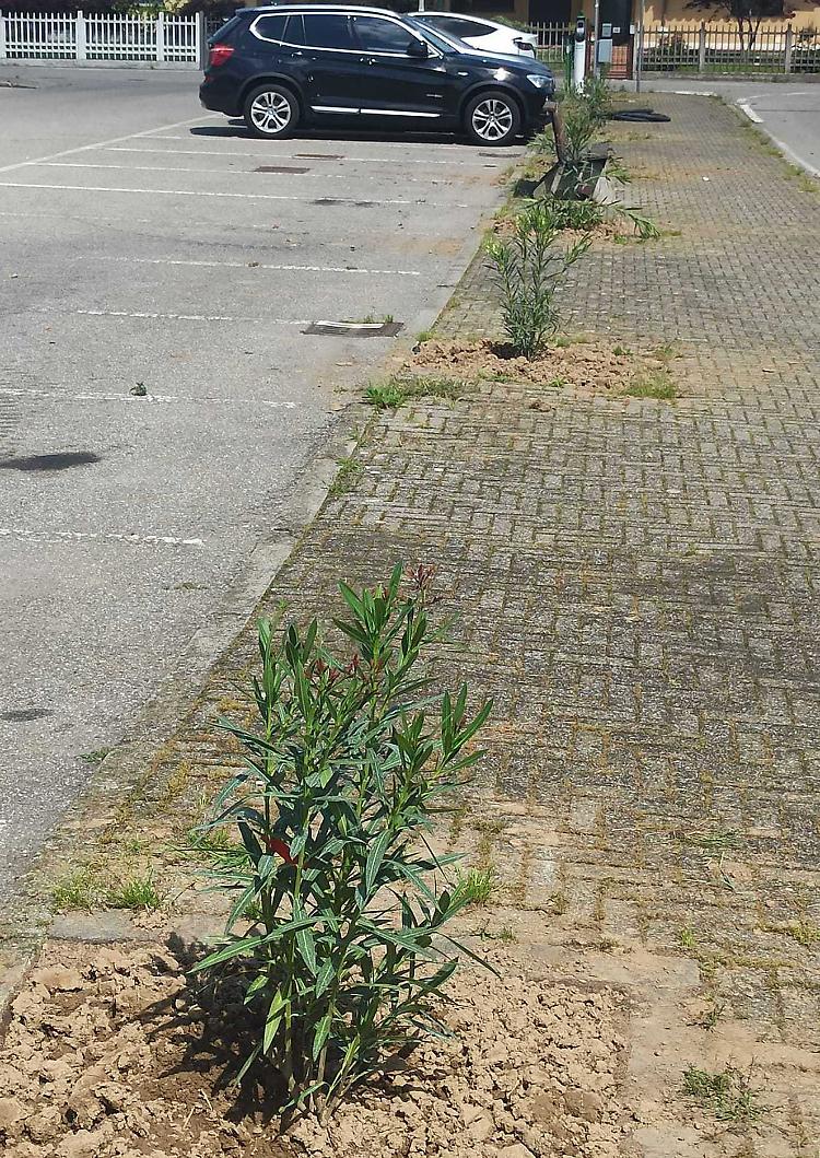 Oleandri sotto accusa. Botta e risposta al... veleno