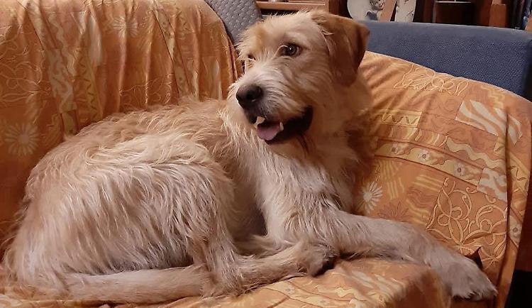 Cane scappa, vaga per 15 giorni e poi torna a casa grazie al gatto...