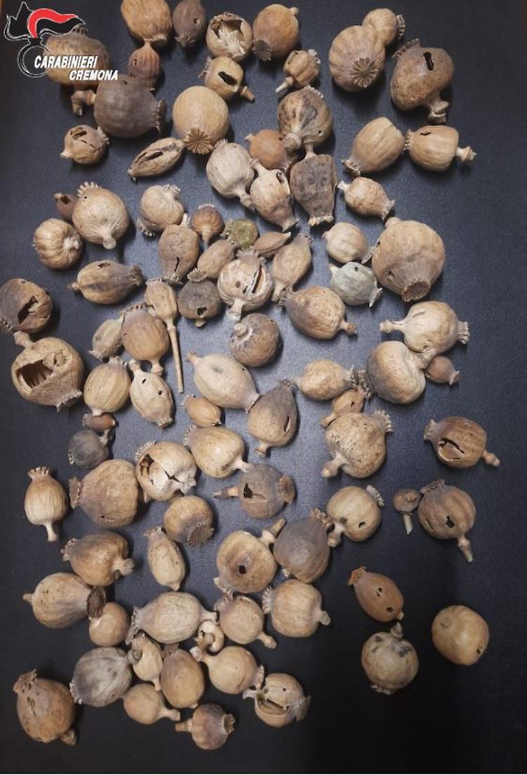 Nello zaino 90 bulbi di papavero da oppio: denunciato