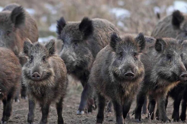 Droni termici per la caccia ai cinghiali