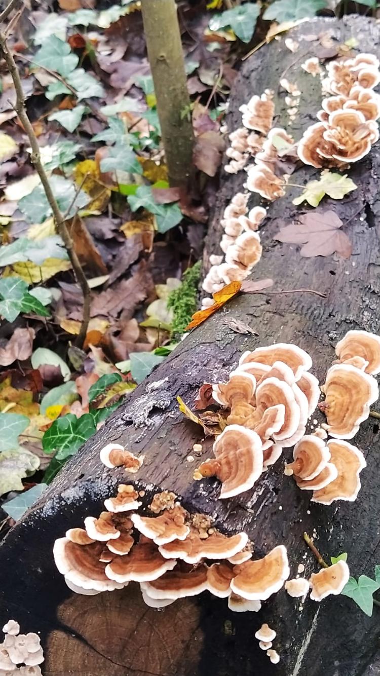 Apertura Bosco Didattico di Castelleone