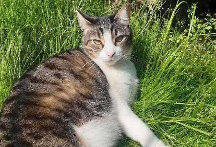 Gatto nella benzina, a processo il vicino di casa