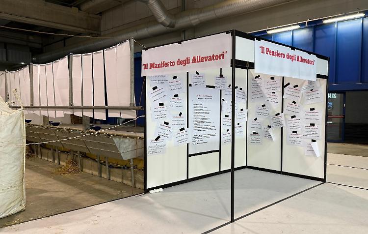 Allevatori in protesta per le limitazione alla partecipazione delle vacche