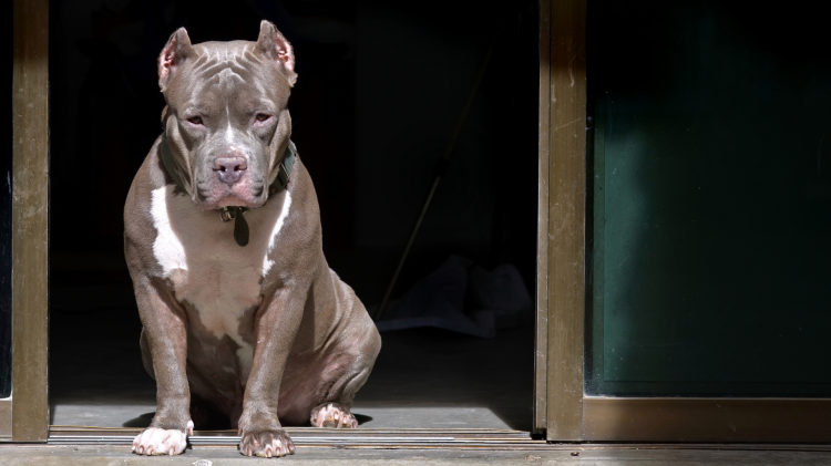 Un 'patentino' per i cani potenzialmente pericolosi