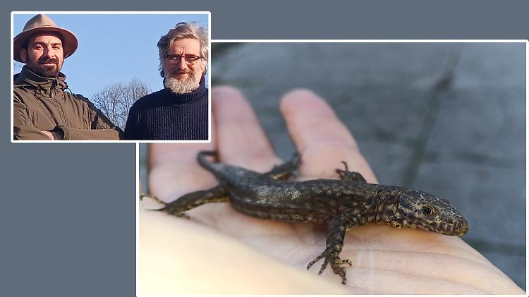 «Addio al letargo, animali sempre attivi»