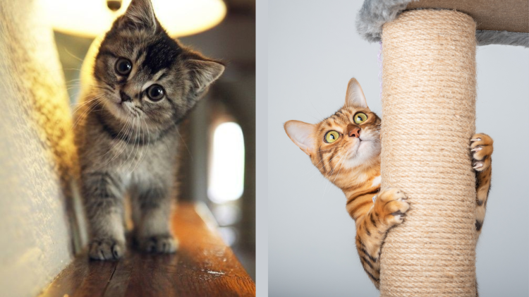 Gli italiani e i gatti: una passione da 40 milioni di euro