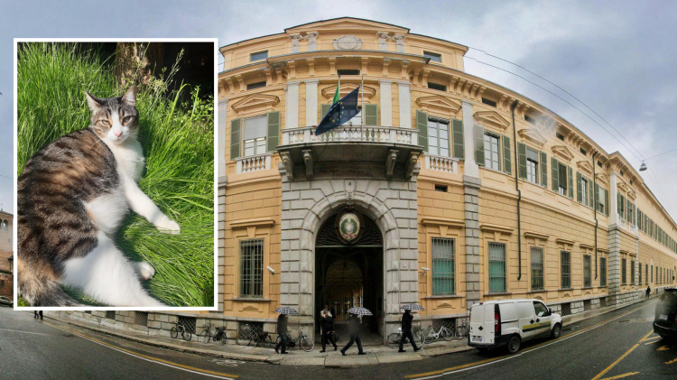 Vicino a processo: "Ha versato benzina sul mio gatto"