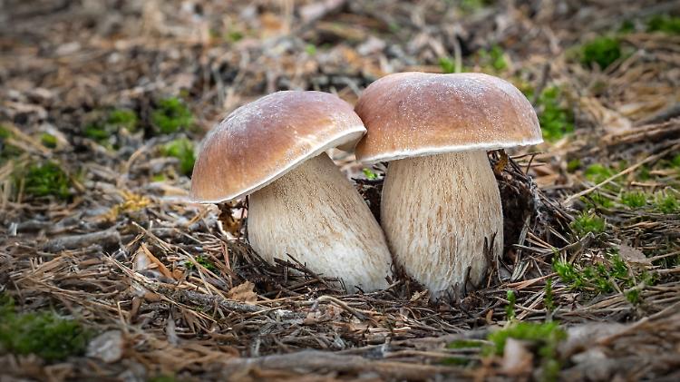 Incontro: Funghi, meraviglie della natura